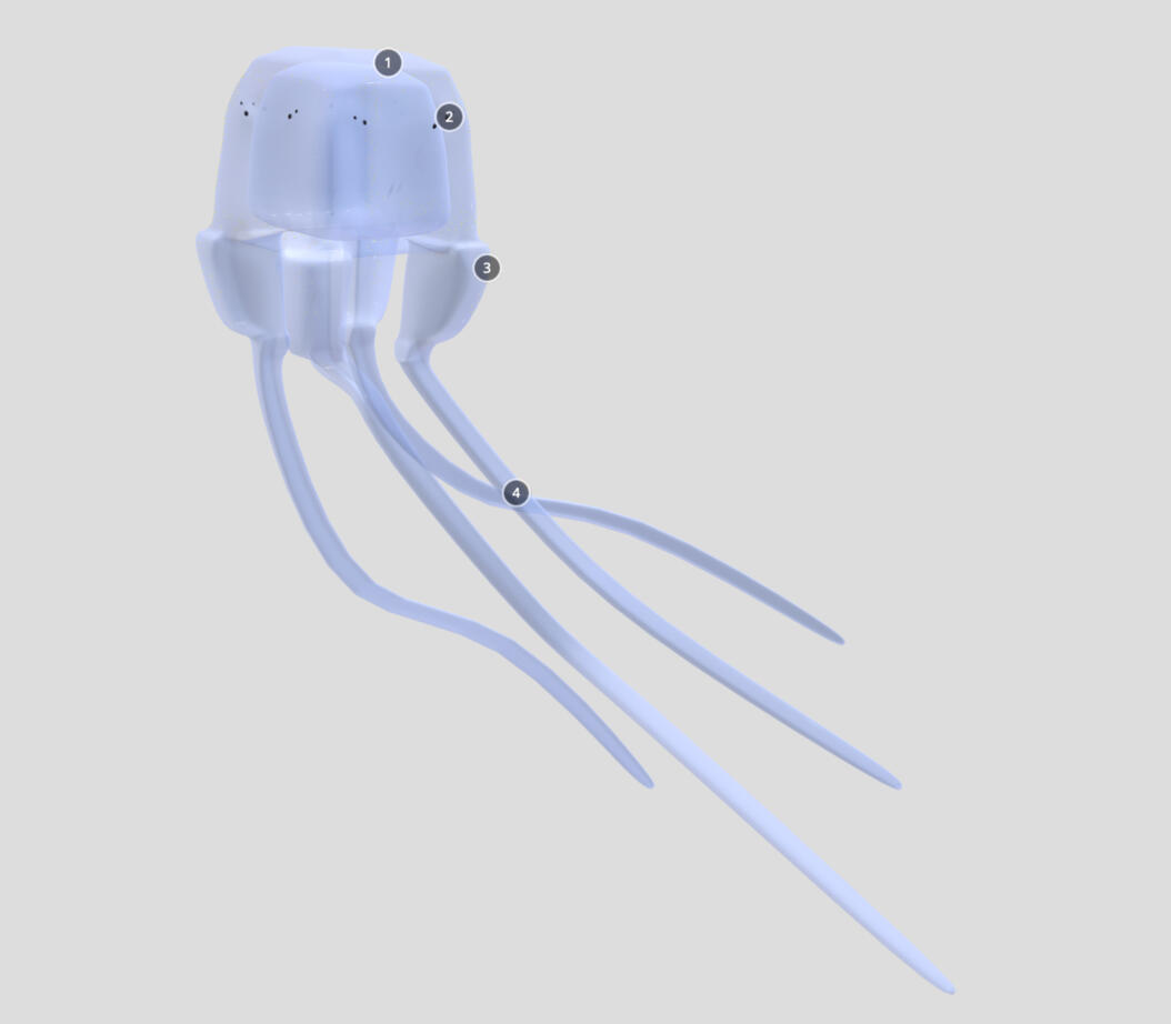 https://sketchfab.com/3d-models/the-box-jellyfish-14aee64809264f5db166d749f4ff4f7c