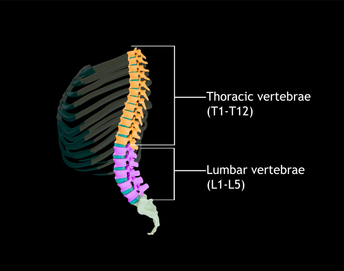 Range of Motion of the Vertebral Column – Autodesk Maya, Adobe After Effects