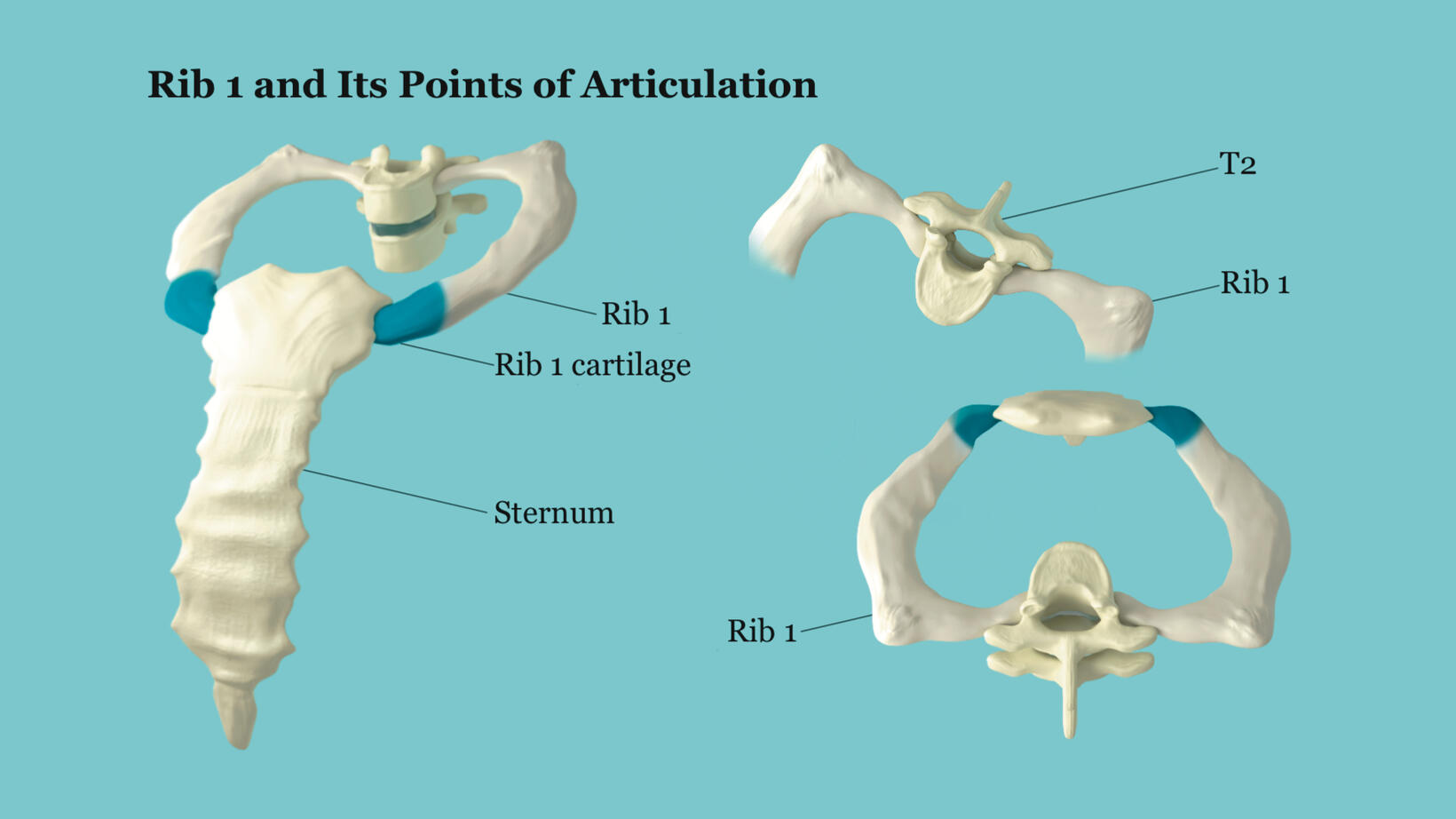 Rib 1 and Its Points of Articulation – Autodesk Maya, Procreate