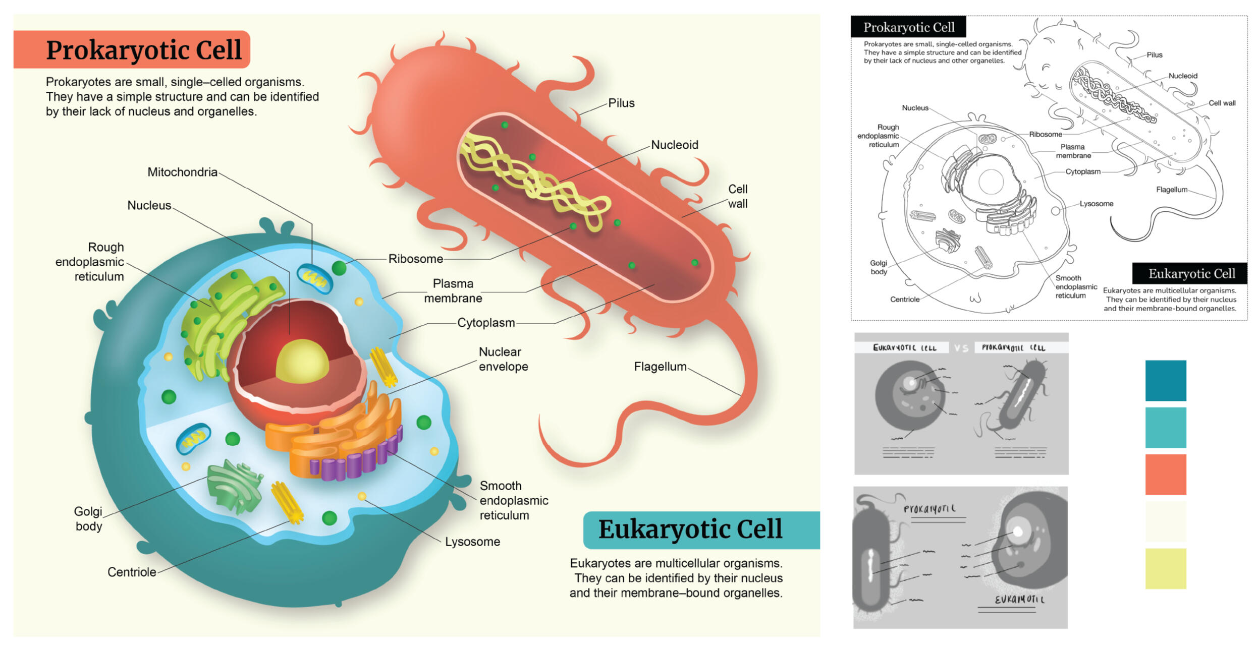 Prokaryotic vs Eukaryotic Cell – Adobe Illustrator